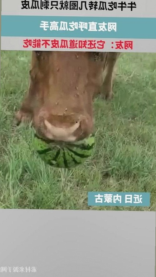 网红“你的渡口”猝死背后的沉重代价与警示