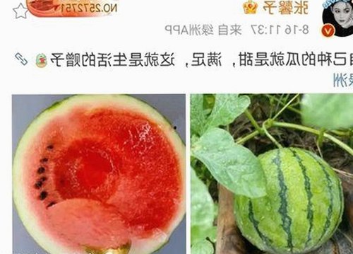 娱乐吃瓜酱的神秘快递之旅：揭秘幕后真相，华晨宇也来凑热闹！