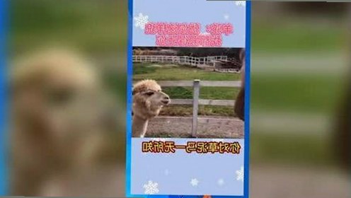 吃瓜变明星？娱乐圈背后的喜怒哀乐揭秘